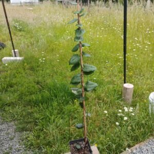 Copihue Rojo - 4 años ad-portas de florecer