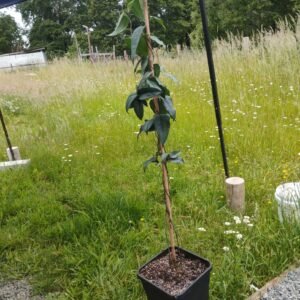 Copihue Blanco - 6 años, floreciendo