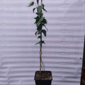 Copihue Rojo - 6 años, floreciendo