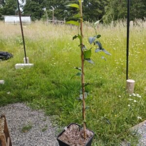 Copihue Rosado - 6 años, floreciendo