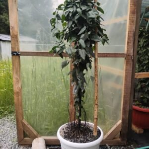 Copihue Rojo - Copihuera adulta