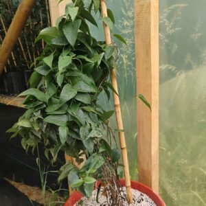 Copihue Rosado - Copihuera adulta