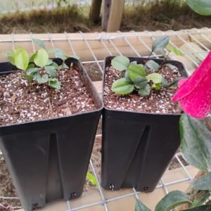 Copihue Rojo - 4 copihues, 1.5 años